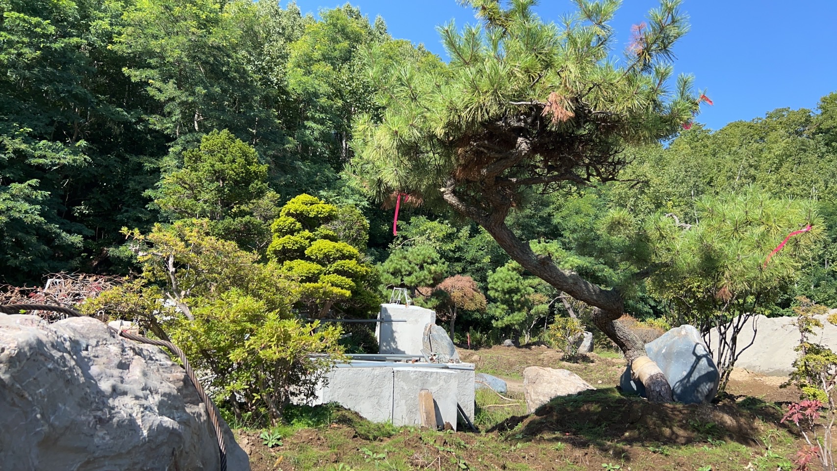来年の春に庭園用樹木販売します。